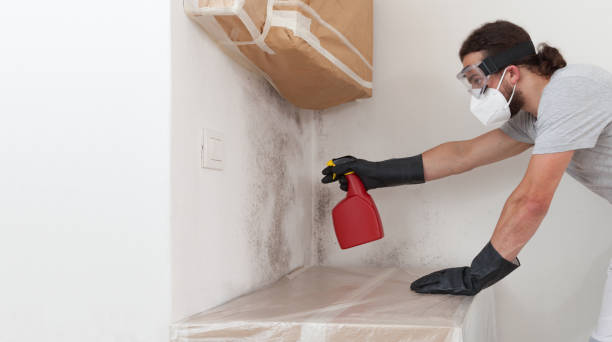Professional Basement Mold Remediation technician working in Seanor, PA