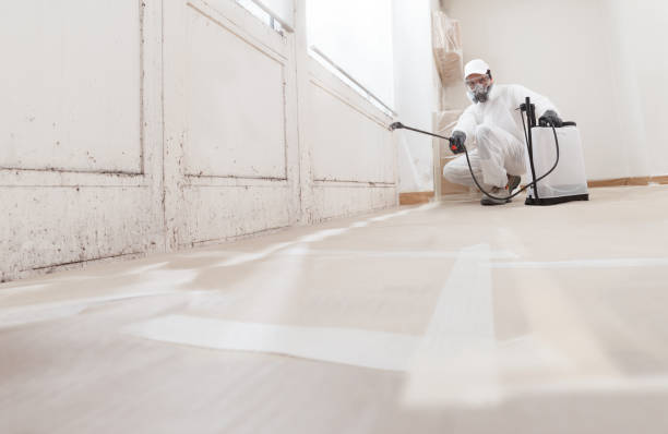 24/7 Emergency Basement Mold Remediation experts in Seanor, PA