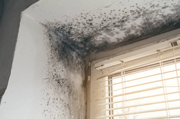 Affordable Basement Mold Remediation solutions in Seanor, PA